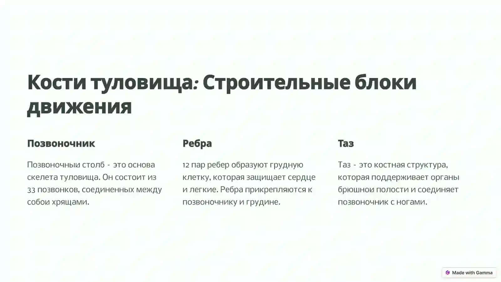 Скелет туловища: Основа движения и защиты 2