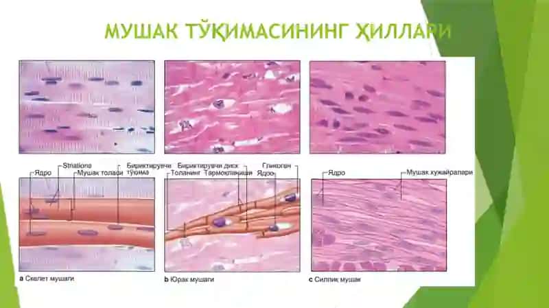 СКЕЛЕТ МУШАК ТЎҚИМАСИНИНГ ТУЗИЛИШИ 2