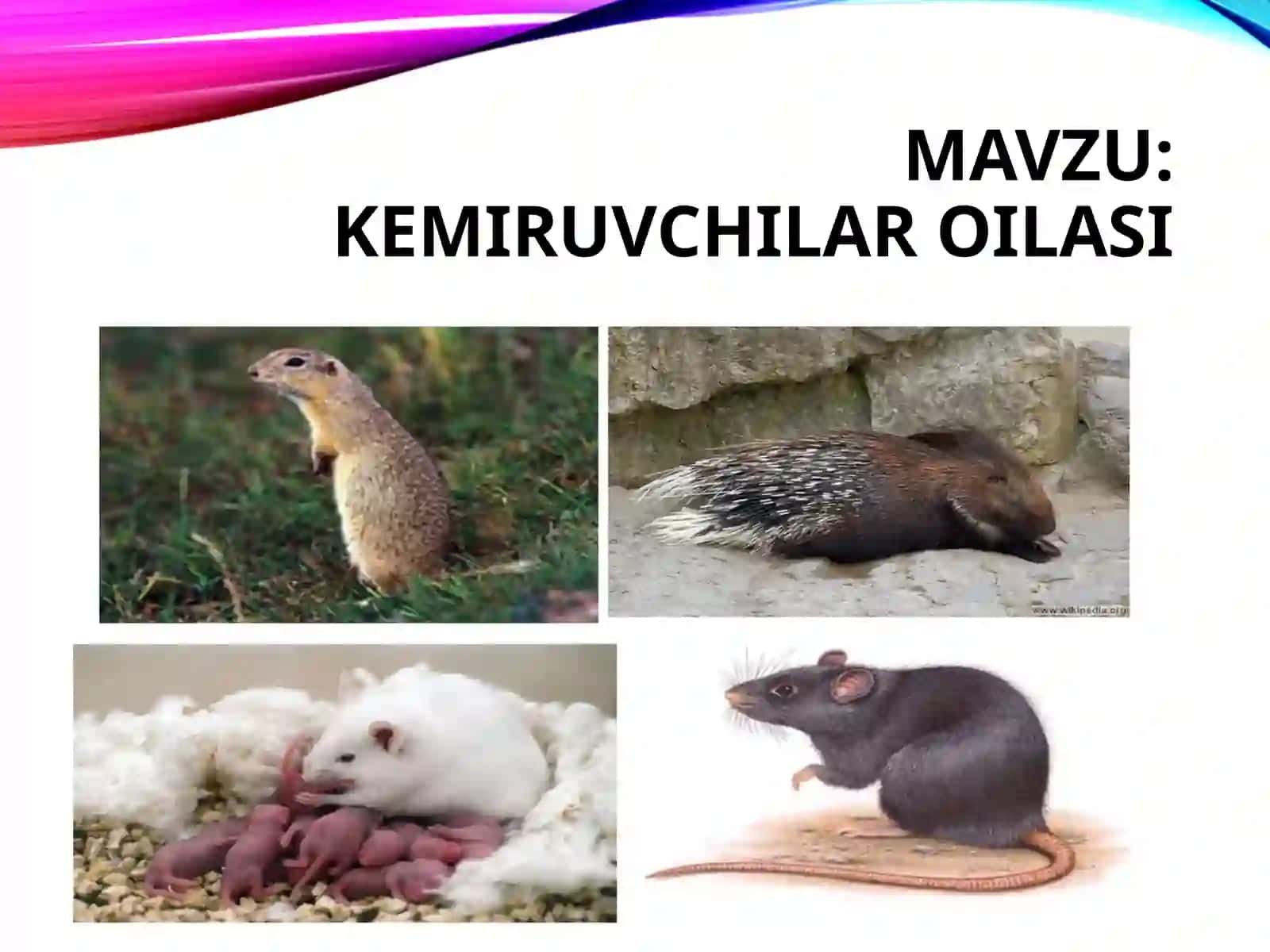 kemiruvchilar oilasi 2