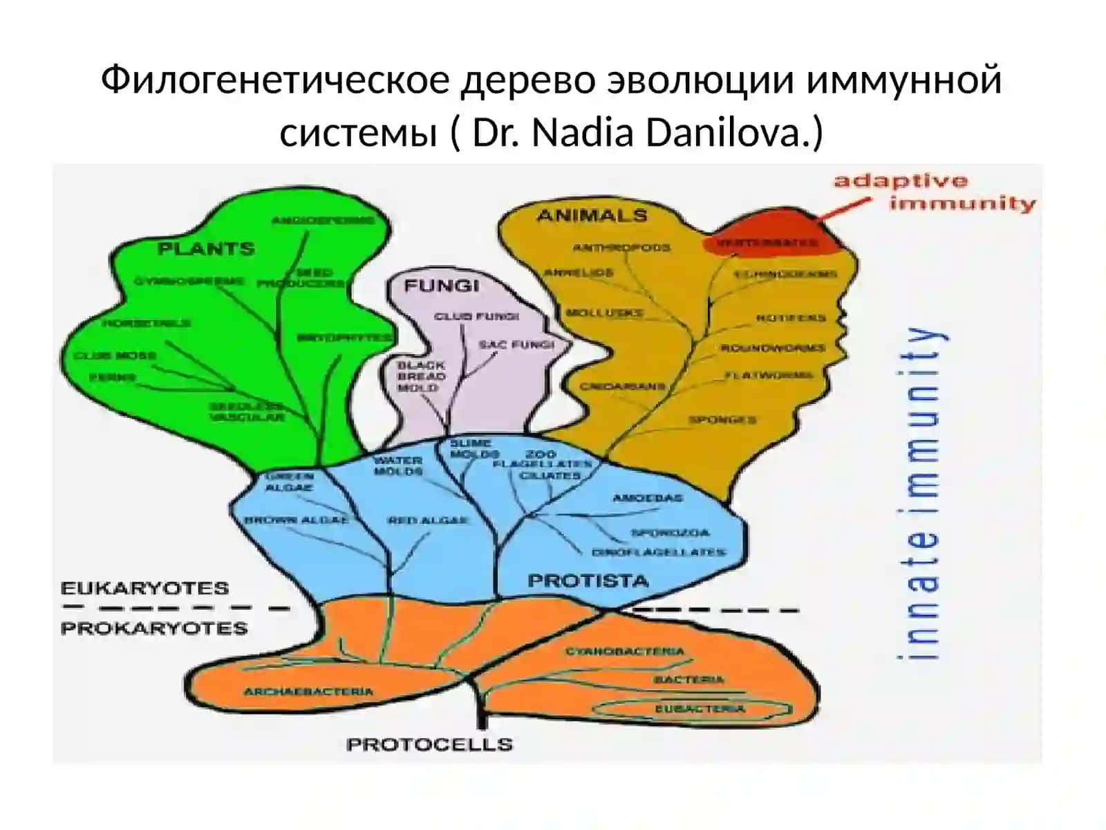 Врожденный иммунитет(innate immunity) 2