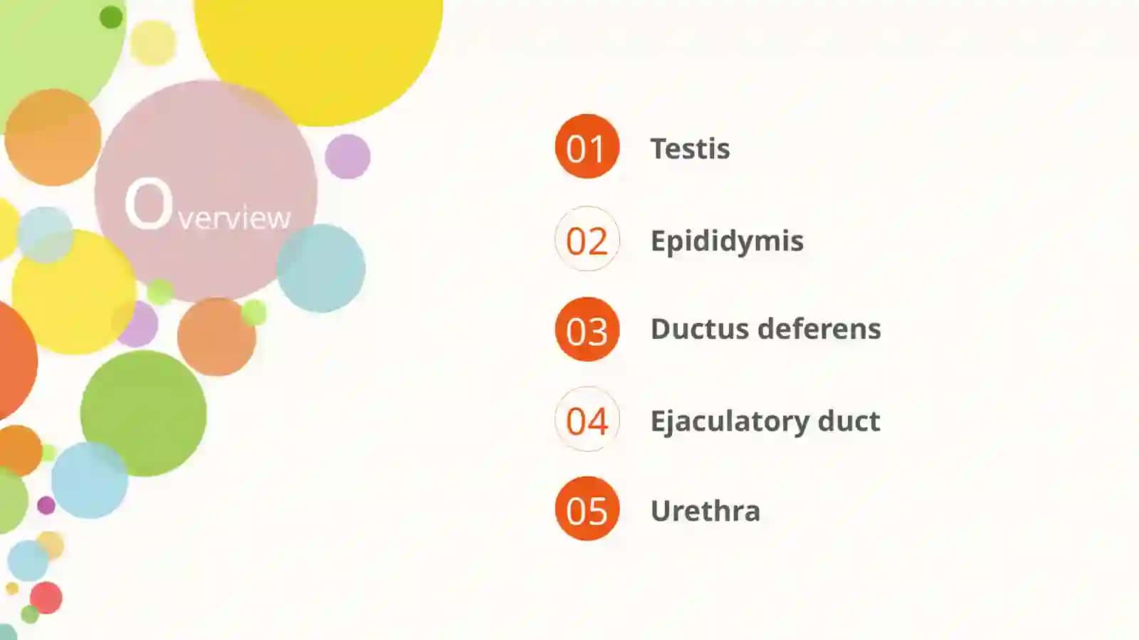 Pathway of Spermatozoa 2