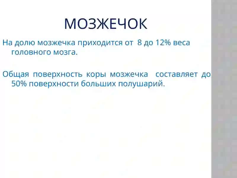 Физиология мозжечка 2