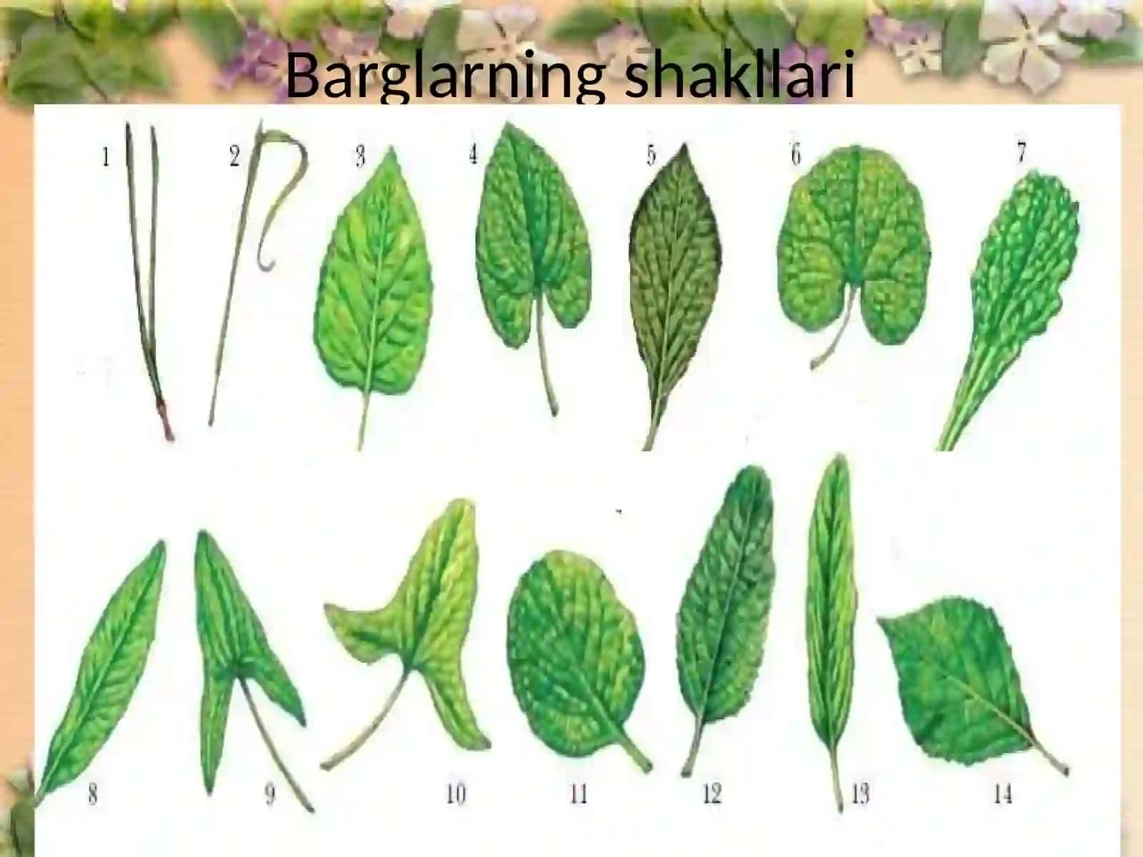 Barglar va ularning shakllari 2