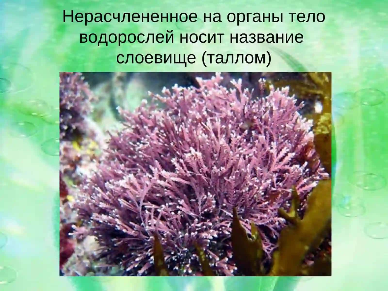 Водоросли 2