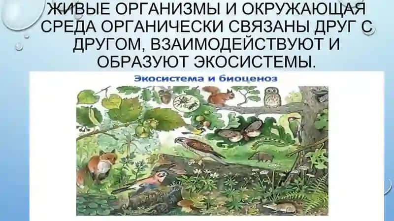 Взаимодействия в экосистемах 2