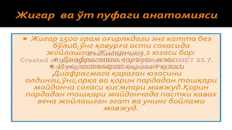 Жигар ва Талоқ Anatomiysi 2