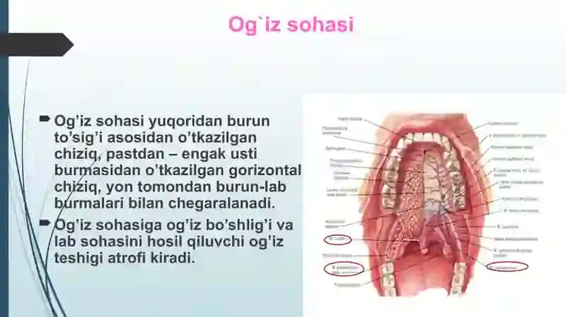 Bolalarda va kattalarda og`iz sohasi klinik anatomiyasi 2