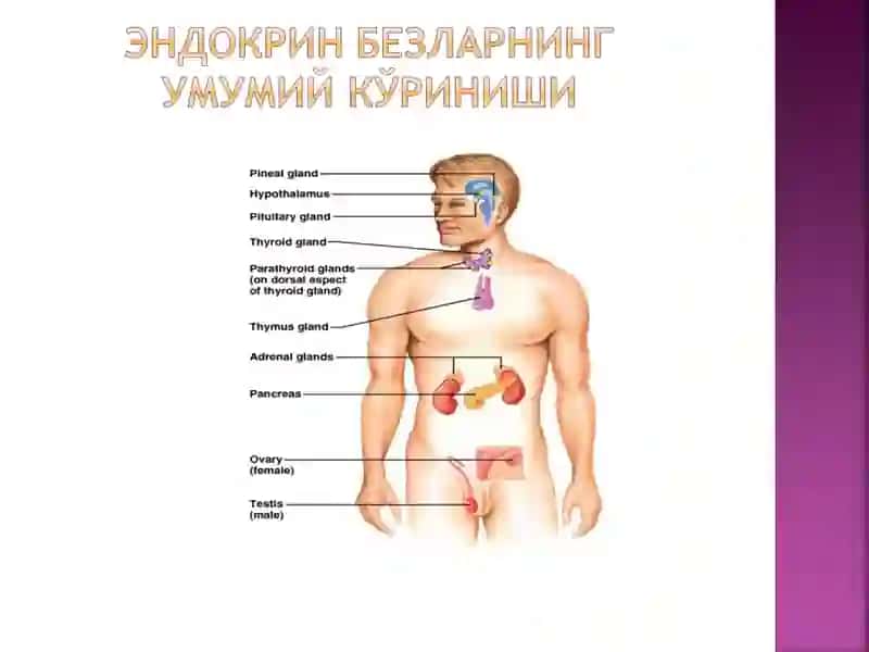 Endokrin organlari anatomiyasi 2