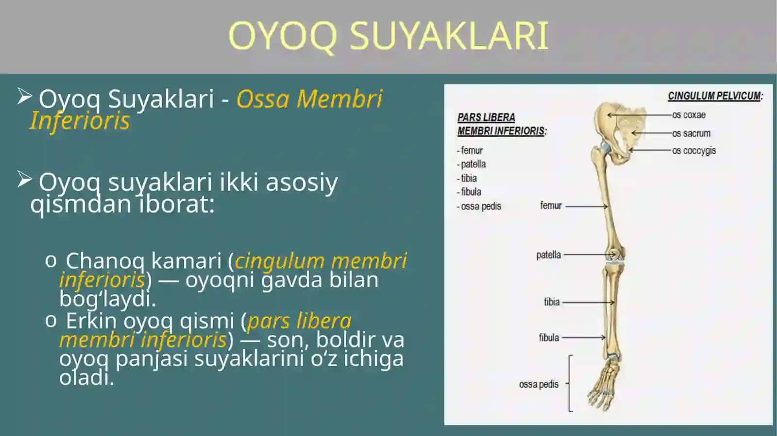 OYOQ SUYAKLARI 2
