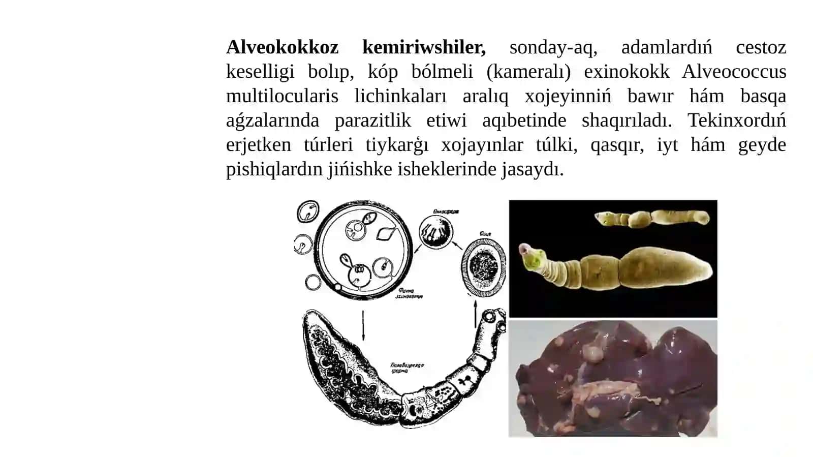 Haywanlarda alveokokkoz 2