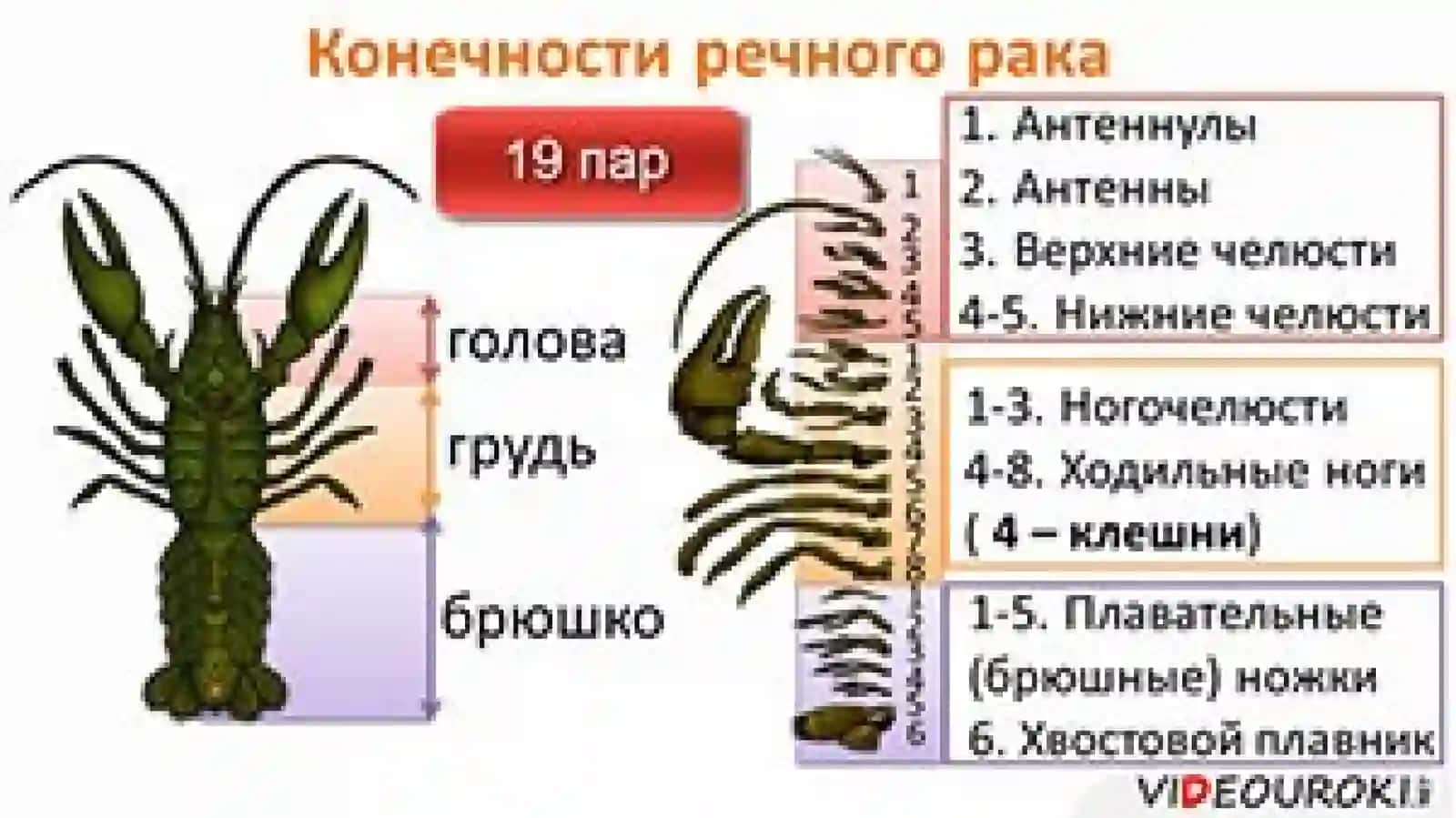 ДАРЁ ҚИСҚИЧБАҚАСИНИ ТУЗИЛИШИ 2