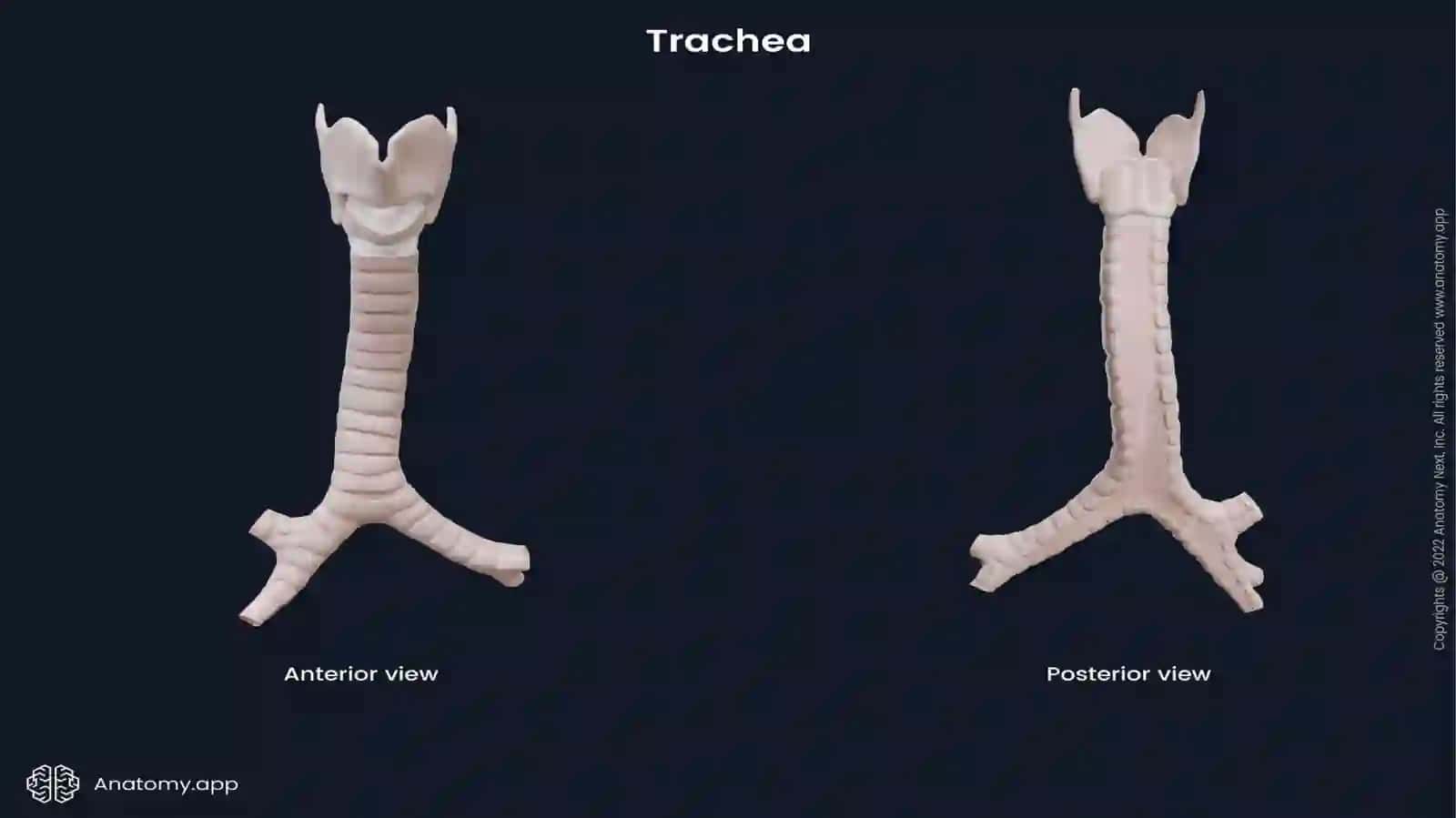 TRAXEYA, BRONXLAR, O’PKA, PLEVRA VA MEDIASTINUM 2
