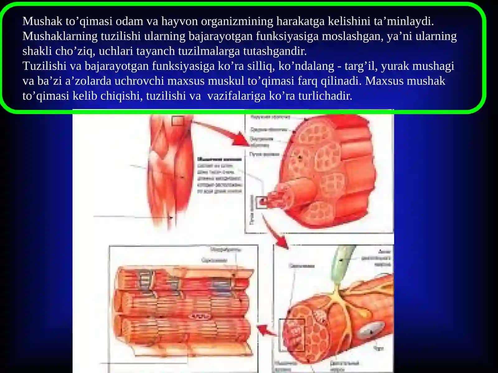 SILLIQ VA KO’NDALANGMUSKULLAR 2