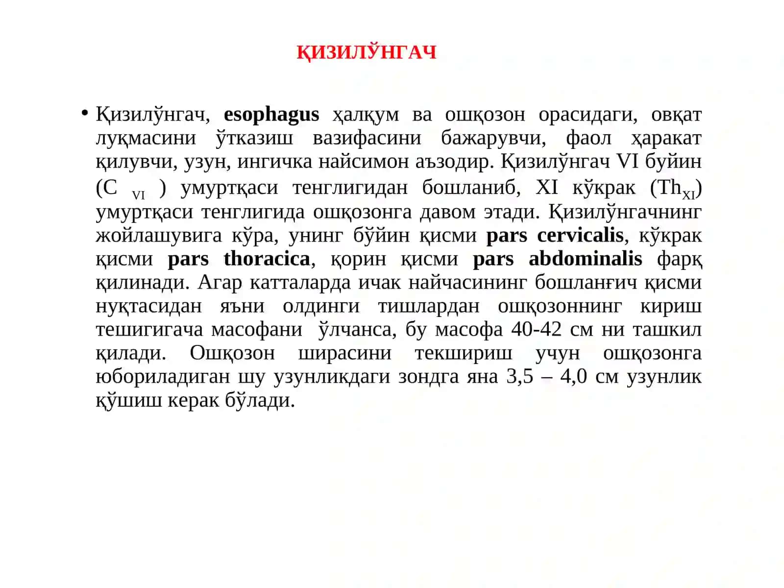 МАЪРУЗА №2 ҚИЗИЛУНГАЧ, ҚОРИН БЎШЛИҒИ АЪЗОЛАРИ ҲАҚИДА УМУМИЙ МАЪЛУМОТ. МЕЪДА. ИНГИЧКА ВА ЙЎҒОН ИЧАК: ТУЗИЛИШИ, ФАРҚЛАРИ 2