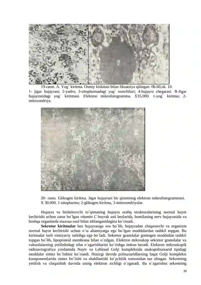 SITOPLAZMA KIRITMALARI ( INCLUSIONES CYTOPLASMATICAE) 2