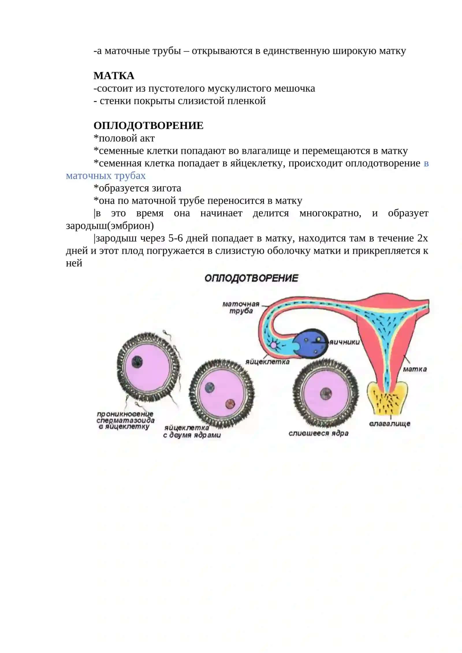 РАЗМНОЖЕНИЕ И РАЗВИТИЕ 2