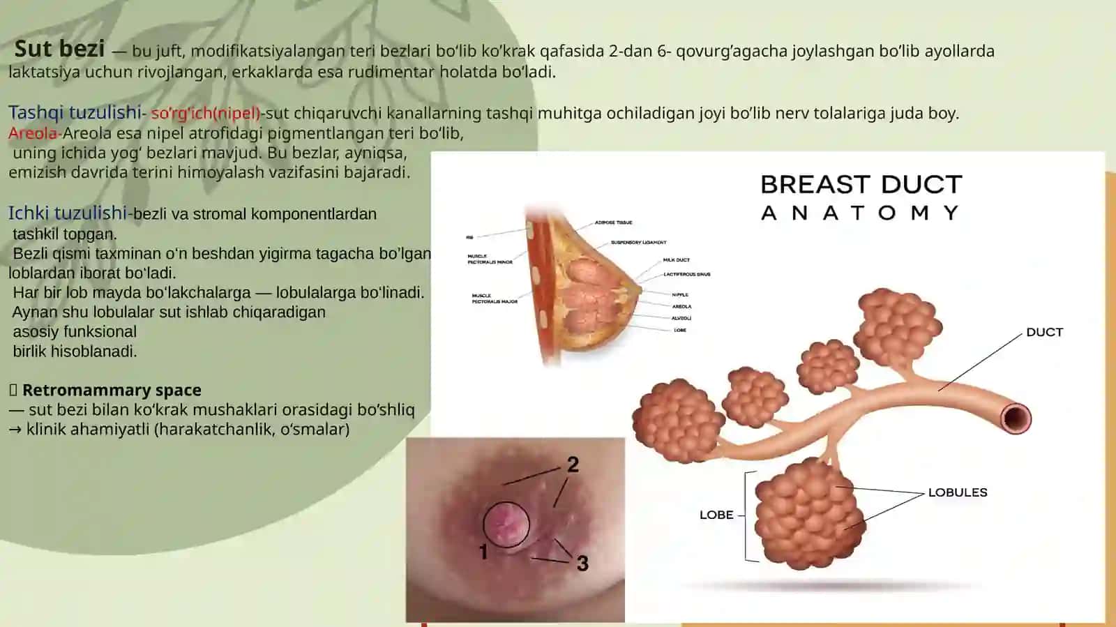 Sut bezi anatomiyasi 2
