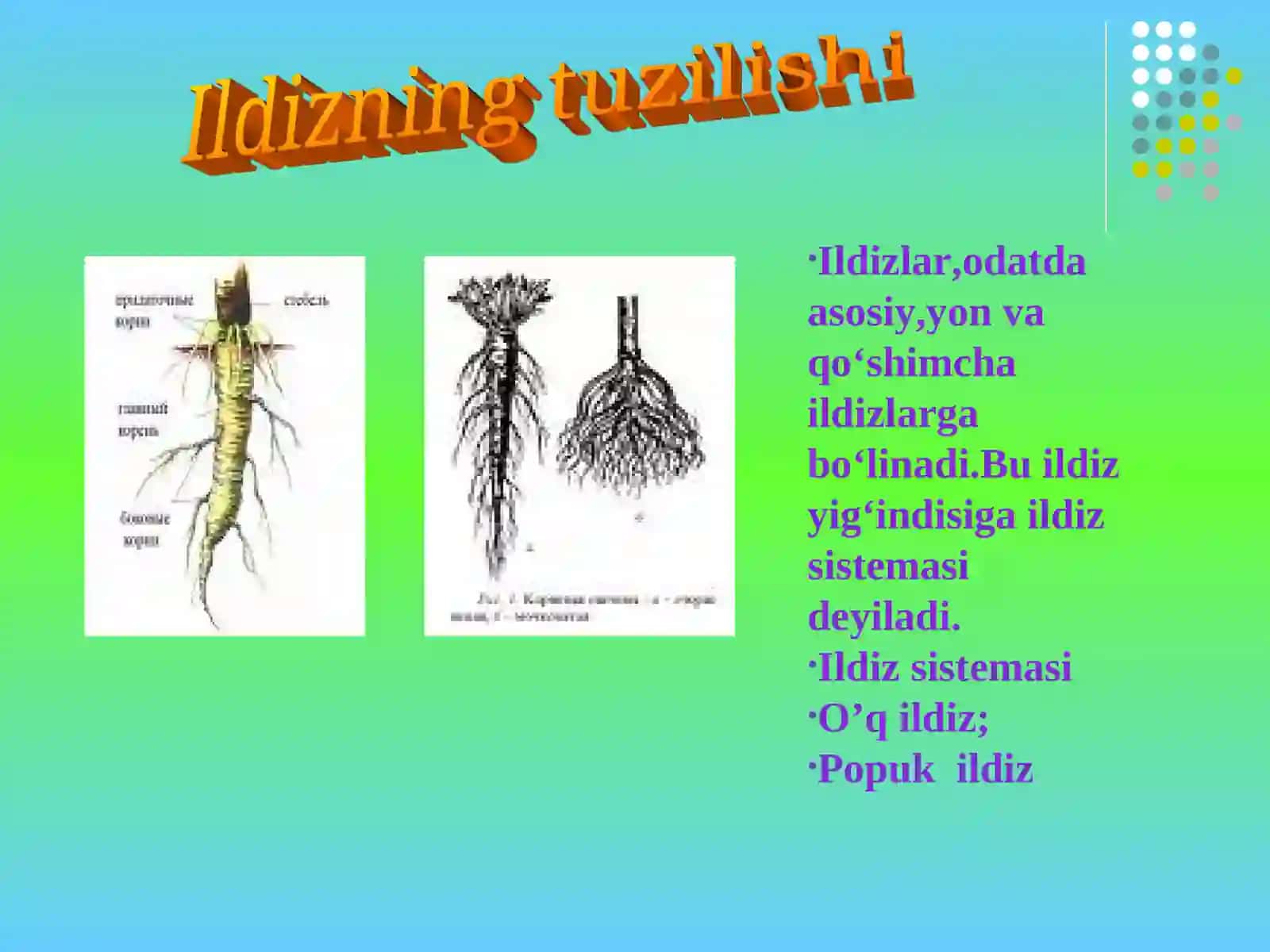 O'simlik organlari va ularning funksiyalari 2