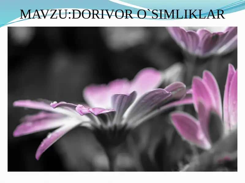 Dorivor tirnoqgul 2