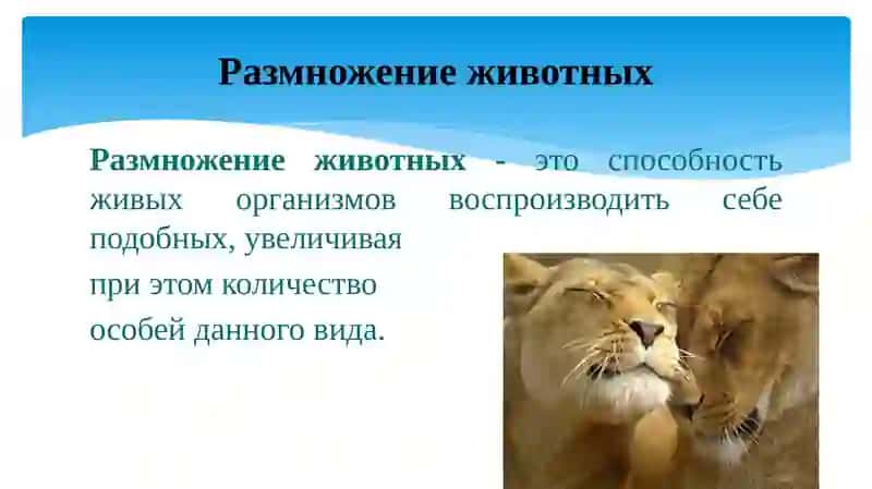 ФОРМЫ РАЗМНОЖЕНИЯ ЖИВОТНЫХ 2