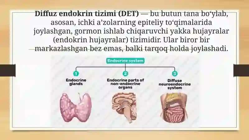 Diffuzendokrintizimi (DET) 2