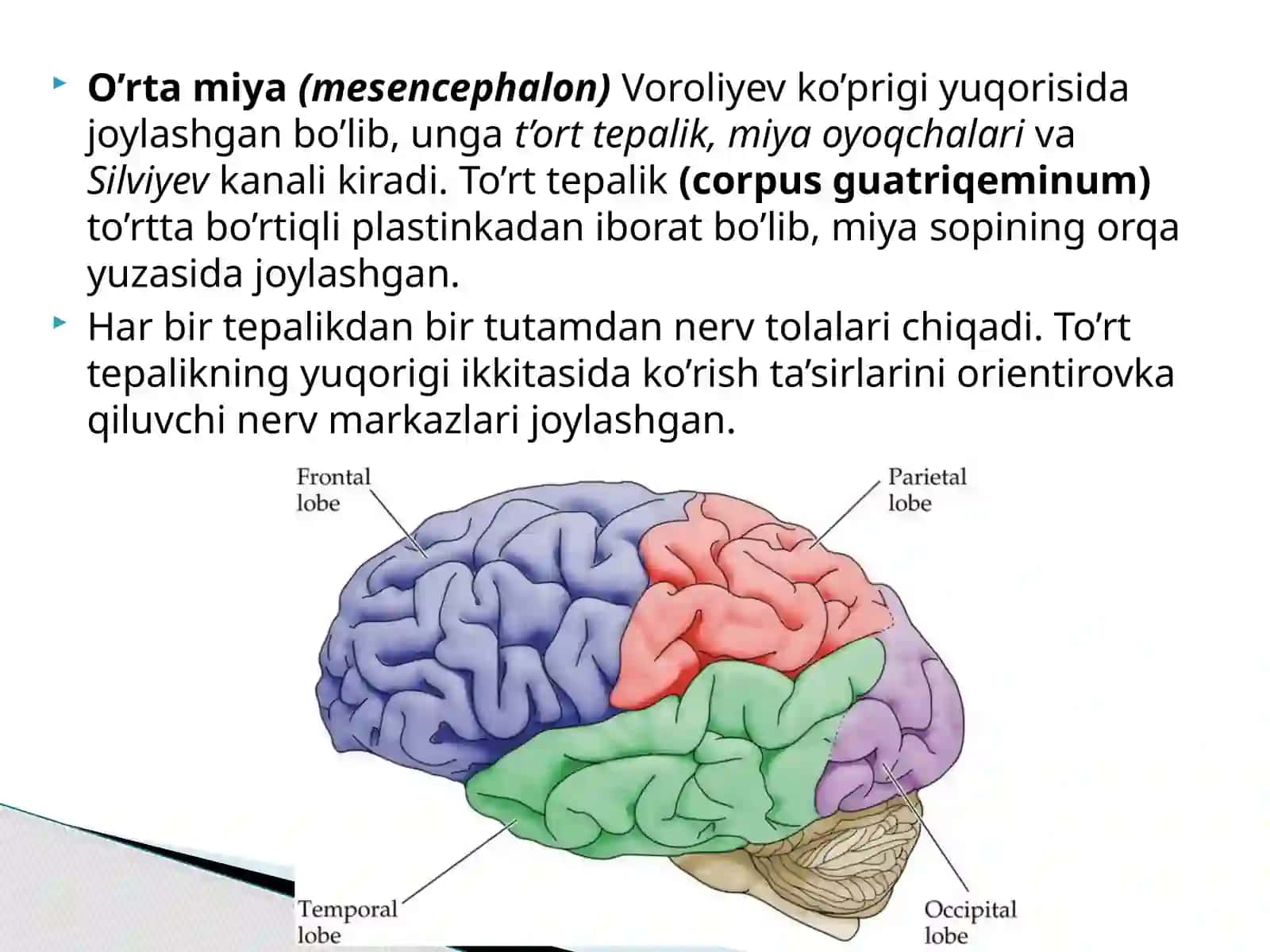 To’rt tepalik bo’rtiqlari 2
