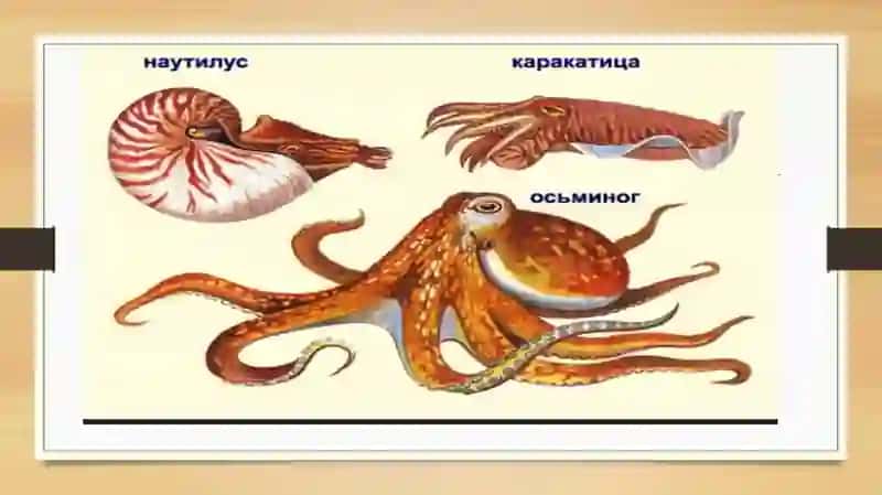 Hazm qilish sistamasi 2