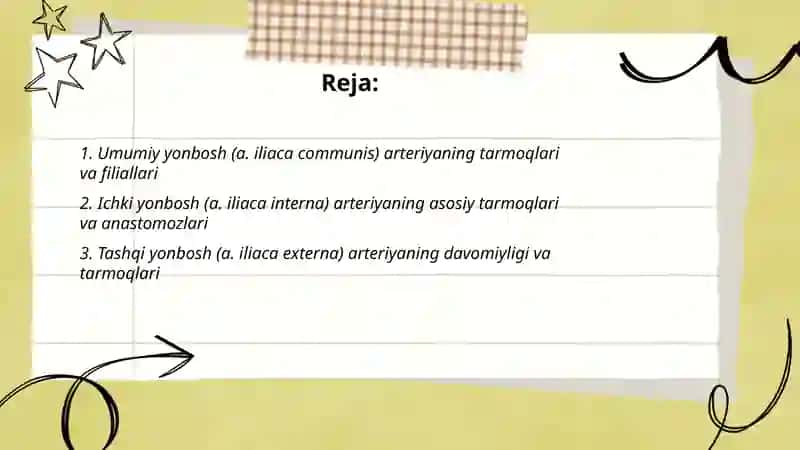 Umumiy, ichki, tashqi yonbosh arteriyalarining tarmoglari 2