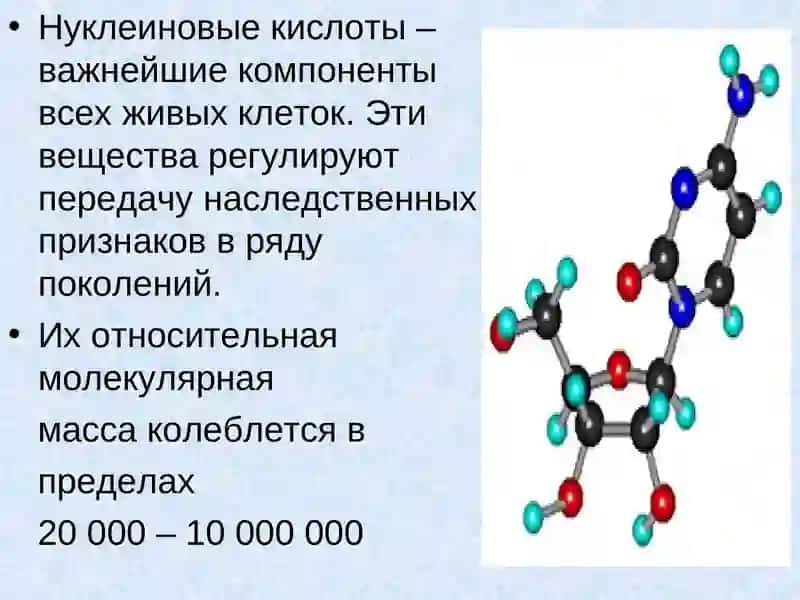 Нуклеиновые кислоты 2