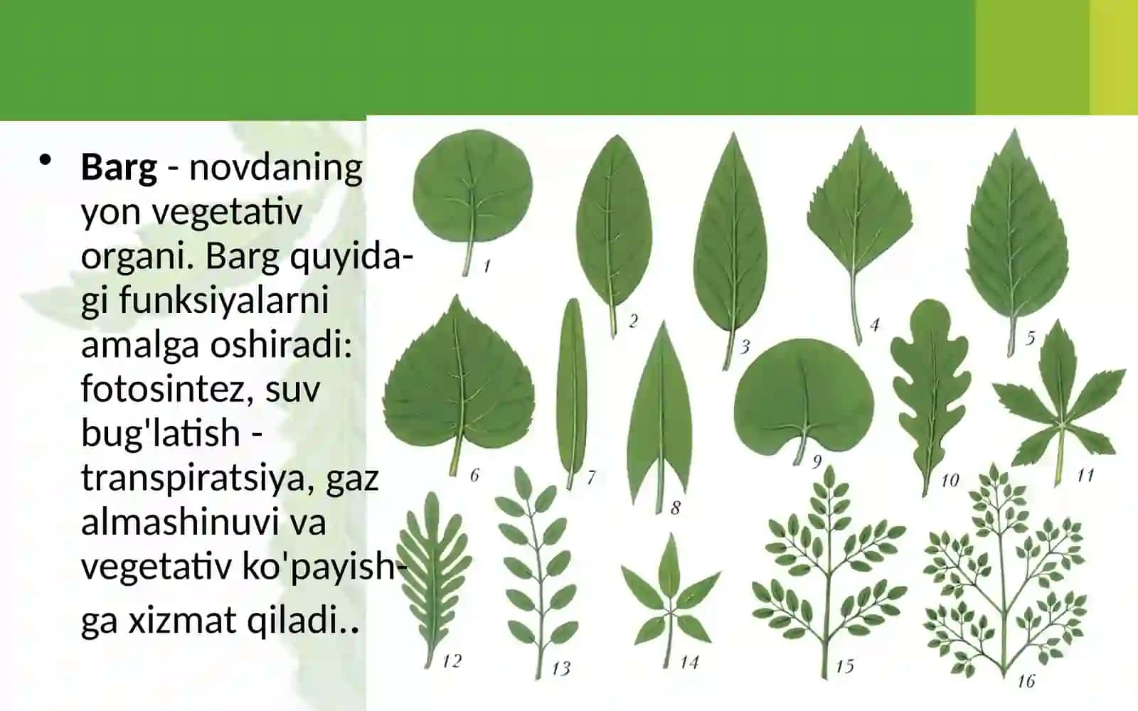 BARGLARNING TASHQI TUZILISHI 2