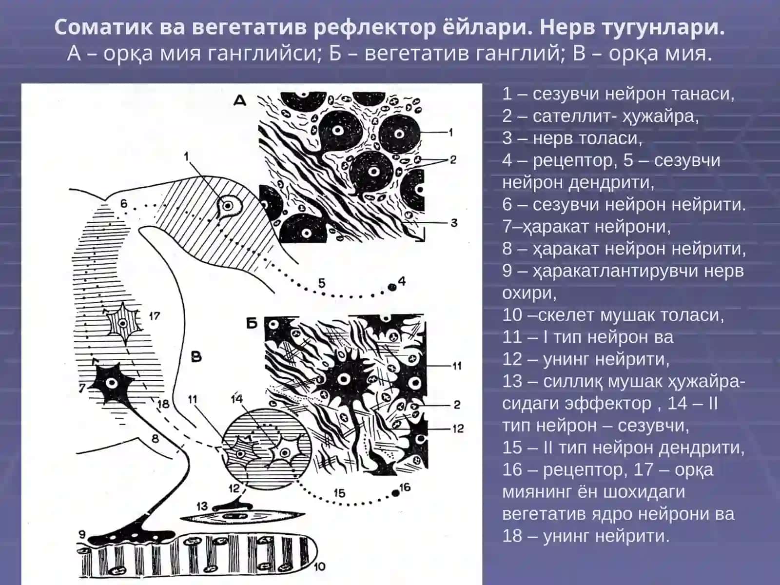 НЕРВ ТИЗИМИ СЕЗУВ АЪЗОЛАРИ 2