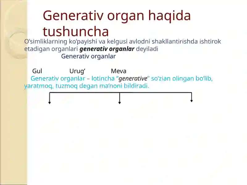 O’simliklarning generativ organlari filogenezi 2