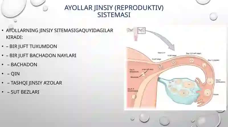 Ayollar jinsiy sistemasi 2