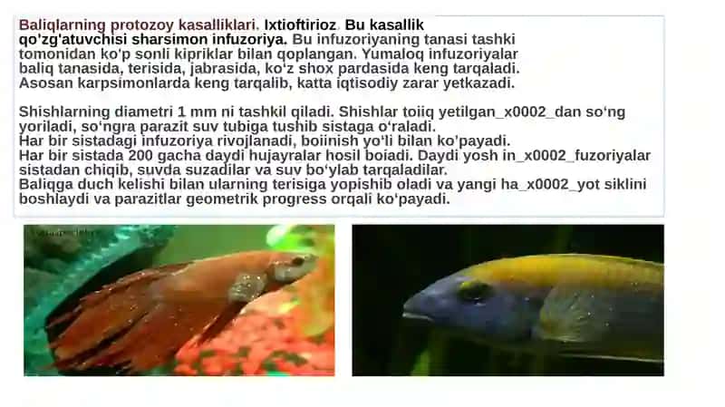 Baliqlarning invazion kasalliklari 2