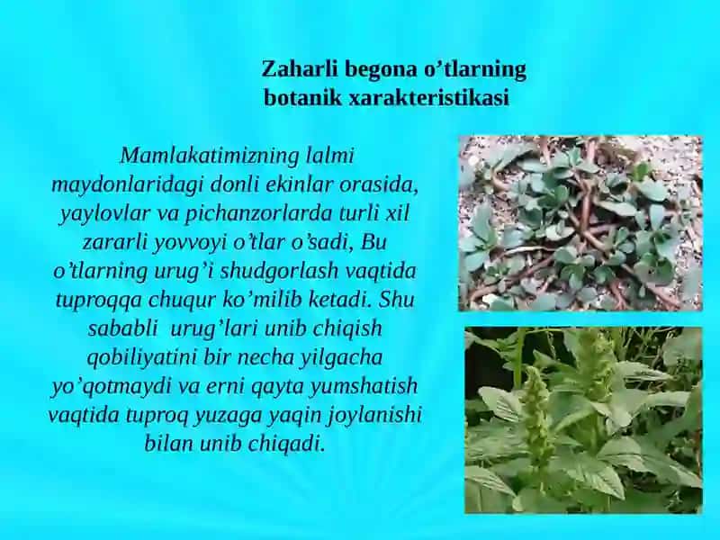 Zaharlibegona o'tlar 2