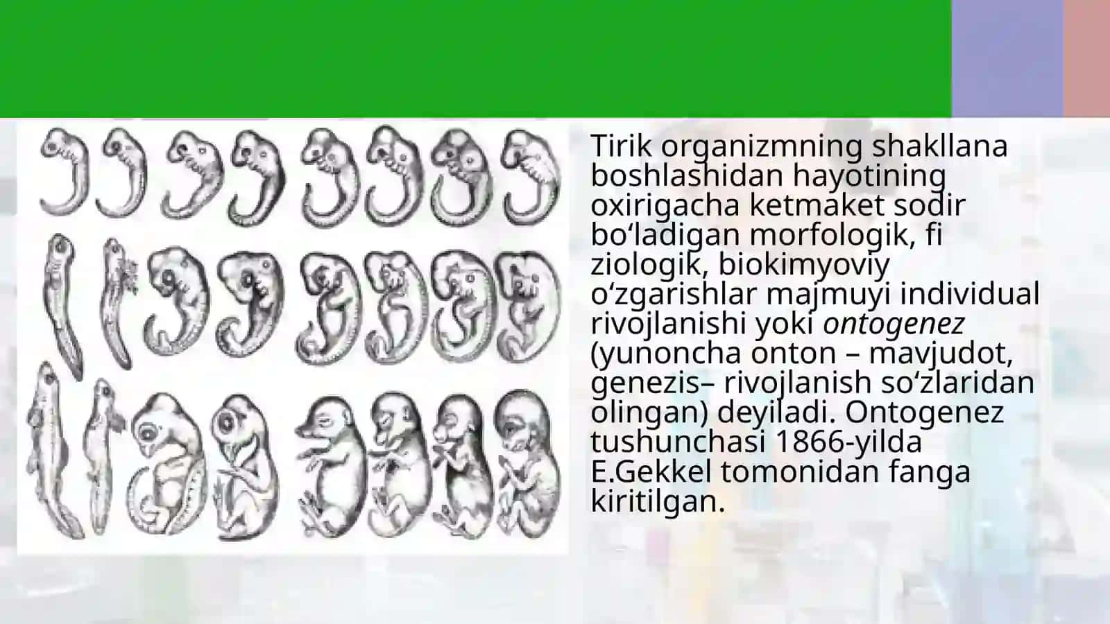 Ontogenez—tirik organizmlarning individual rivojlanishi 2