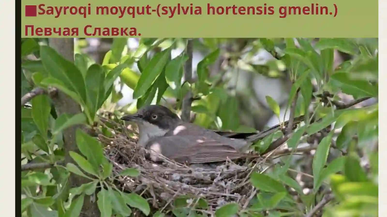 Sayroqi moyqut (sylvia hortensis gmelin) 2