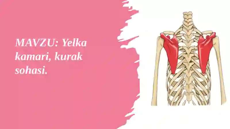 Yelkakamari va kuraksohasi chegaralari 2