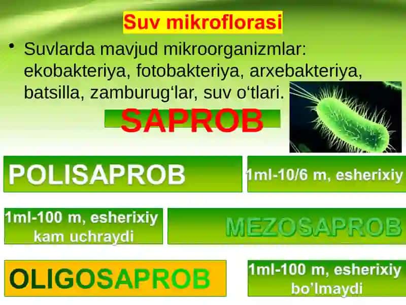 Mikroorganizmlar ekologiyasi 2