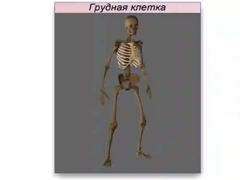 Грудная клетка 2
