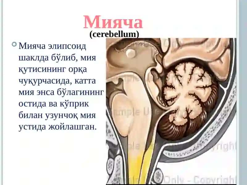 Мияча 2