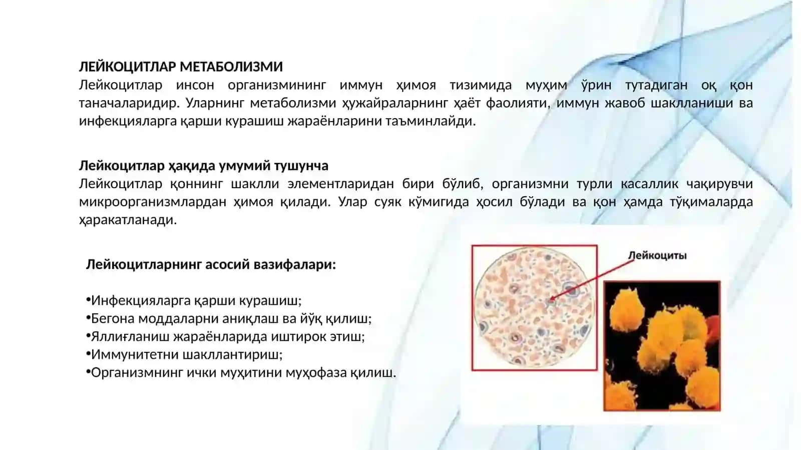 Лейкоцитлар метаболизми 2