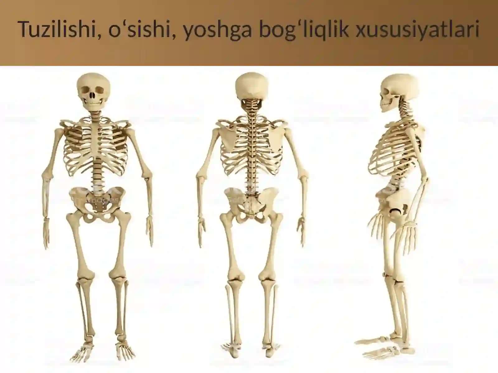 §.Suyaklarning tuzilishi va o‘Sishi 2