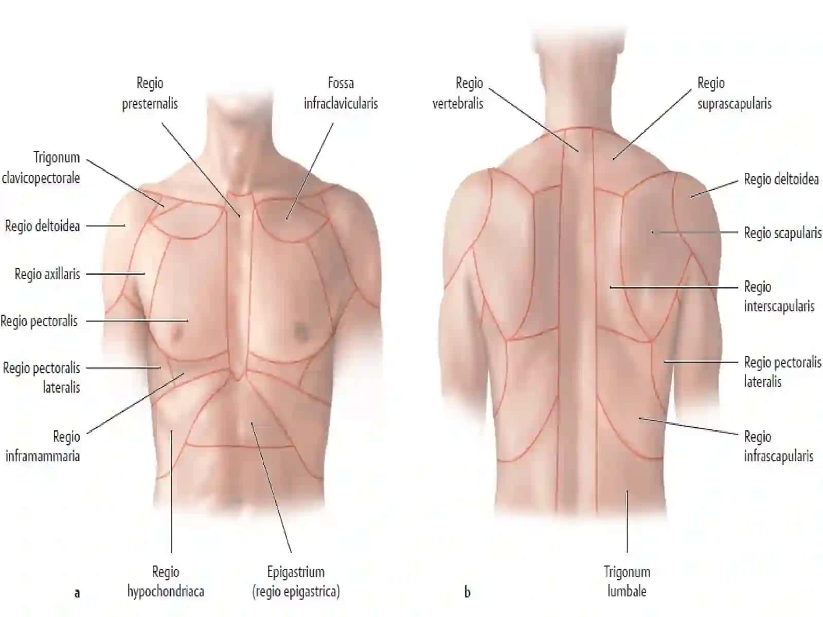 QOʻLNINGKLINIKANATOMIYASI1 2