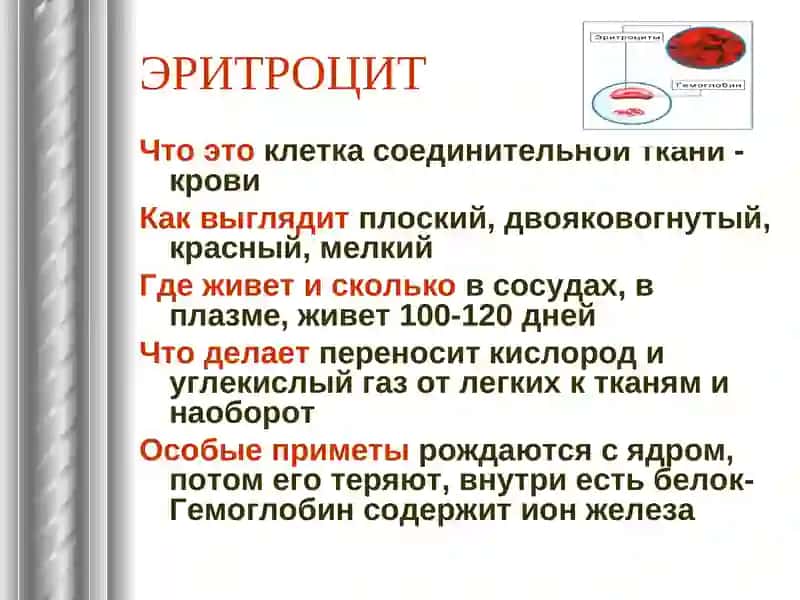 Тканичеловека, ЭРИТРОЦИТ, Нейрон 2