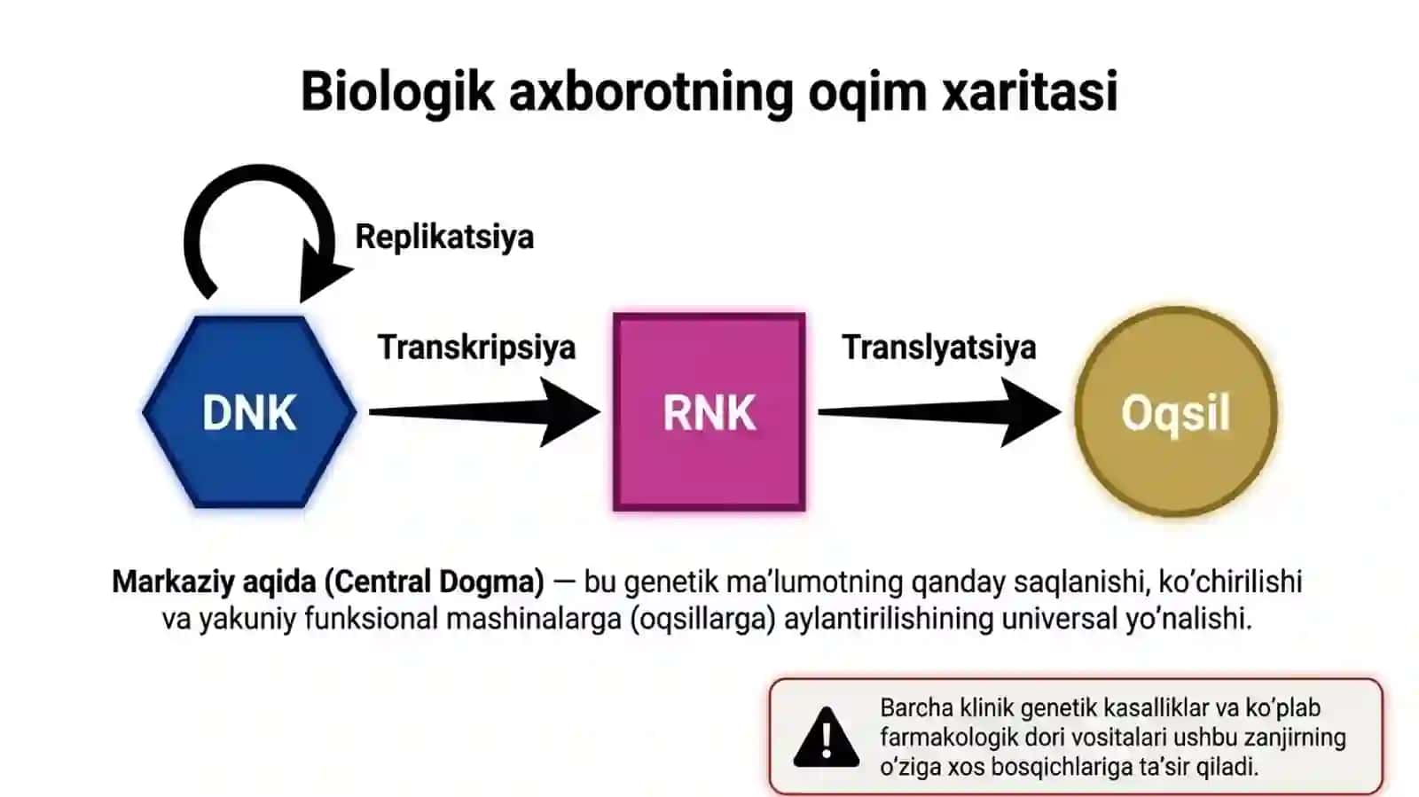 DNK va xromatin tuzilishi (Euxromatin, Geteroxromatin). 2