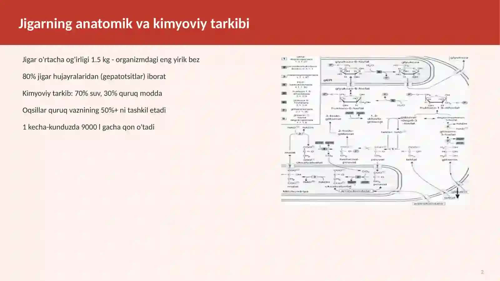 Jigar Biokimyosi 2
