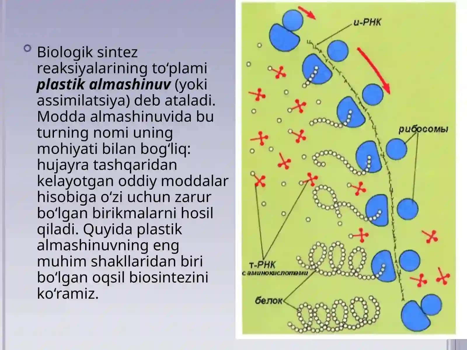 Plastikalmashinuv.Oqsillarbiosintezi.Genetikkod 2