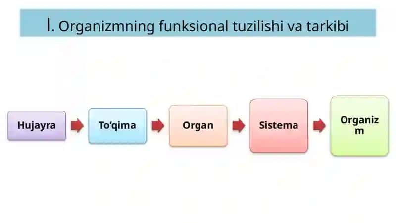 Fiziologiya 2
