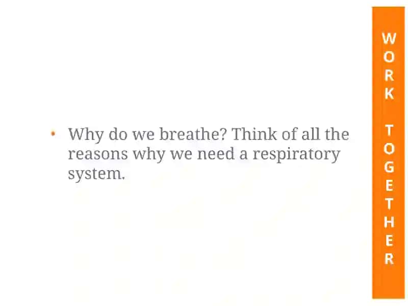 Respiratory System 2